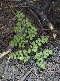 Adiantum aethiopicum image