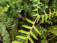 Gleichenia microphylla image