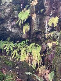 Adiantum aleuticum image