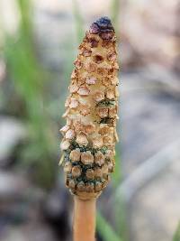 Equisetum pratense image