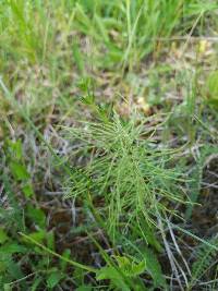 Equisetum pratense image