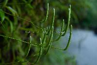 Lycopodium japonicum image