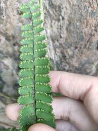 Adiantum ciliatum image