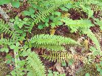 Polystichum californicum image