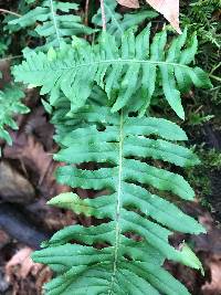 Polypodium glycyrrhiza image