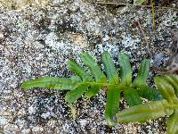 Polypodium scouleri image