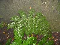 Dryopteris oligodonta image