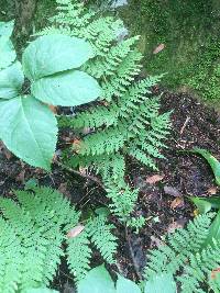 Dryopteris campyloptera image