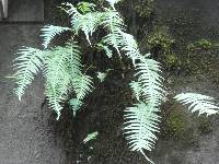 Polypodium glycyrrhiza image