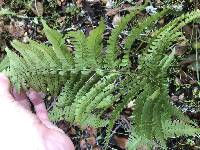 Dryopteris arguta image