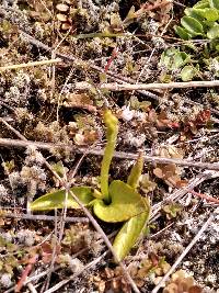 Ophioglossum coriaceum image