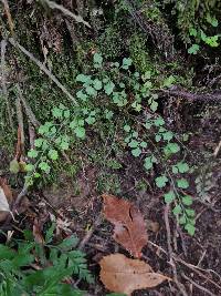 Asplenium hookerianum image