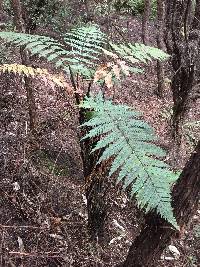 Dicksonia squarrosa image