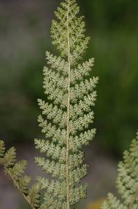 Anemia caffrorum image