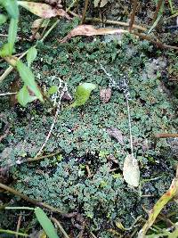 Azolla pinnata image