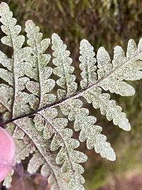 Pentagramma triangularis image