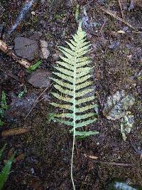 Polypodium glycyrrhiza image