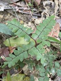 Adiantum flabellulatum image