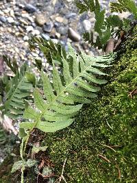 Polypodium interjectum image