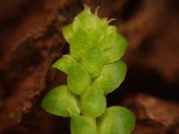 Selaginella denticulata image