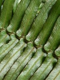 Blechnum punctulatum image