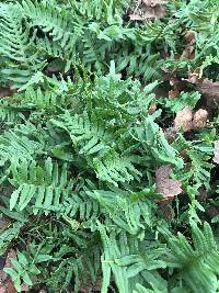 Polypodium glycyrrhiza image