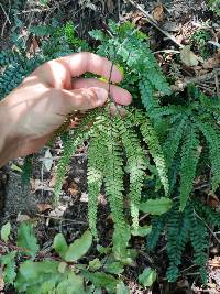 Adiantum hispidulum image