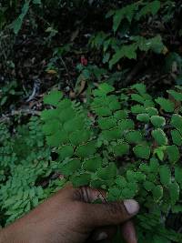 Adiantum amplum image