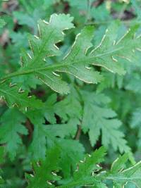 Pteris macilenta image