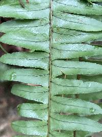 Nephrolepis cordifolia image