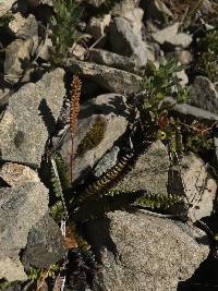 Austroblechnum penna-marina image