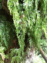 Hymenophyllum flabellatum image