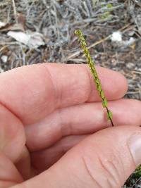 Lindsaea linearis image