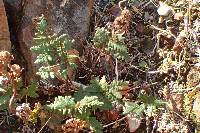 Pentagramma triangularis image