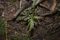 Adiantum hispidulum image