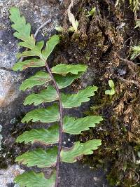 Asplenium vespertinum image