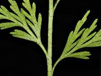 Asplenium appendiculatum image