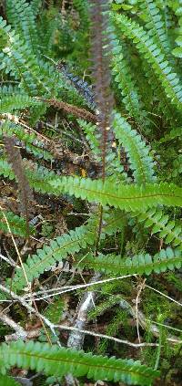 Austroblechnum penna-marina image