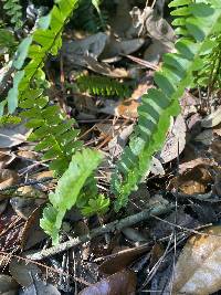 Nephrolepis exaltata image