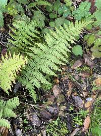 Dryopteris arguta image