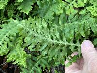 Polypodium californicum image