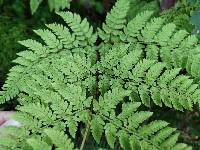 Dryopteris aemula image