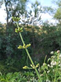 Equisetum ramosissimum subsp. ramosissimum image