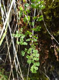 Adiantum aethiopicum image