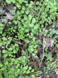 Adiantum jordanii image