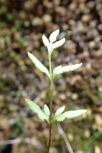 Cryptogramma stelleri image