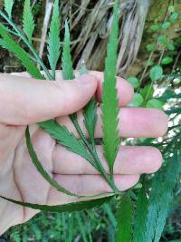 Asplenium flaccidum image