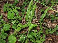 Austroblechnum microphyllum image