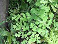 Adiantum raddianum image