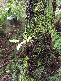 Asplenium oblongifolium image